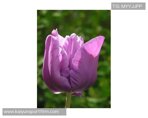 洛卡特利谈加图索真实个性与肩负责任的深刻理解 洛卡特利谈加图索真实个性与肩负责任的深刻理解